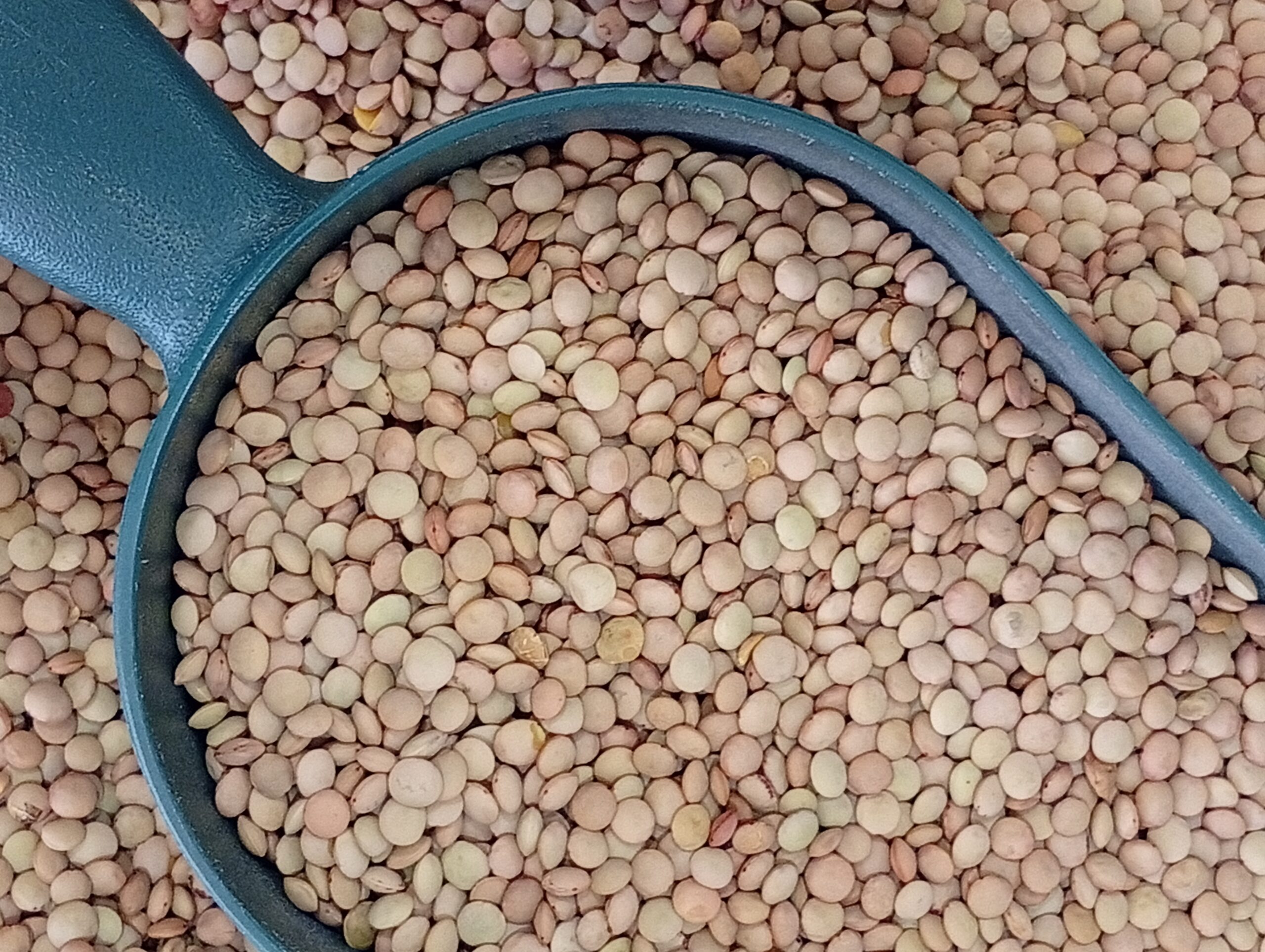 Φακές Γρεβενών, Χύμα 1-5kg